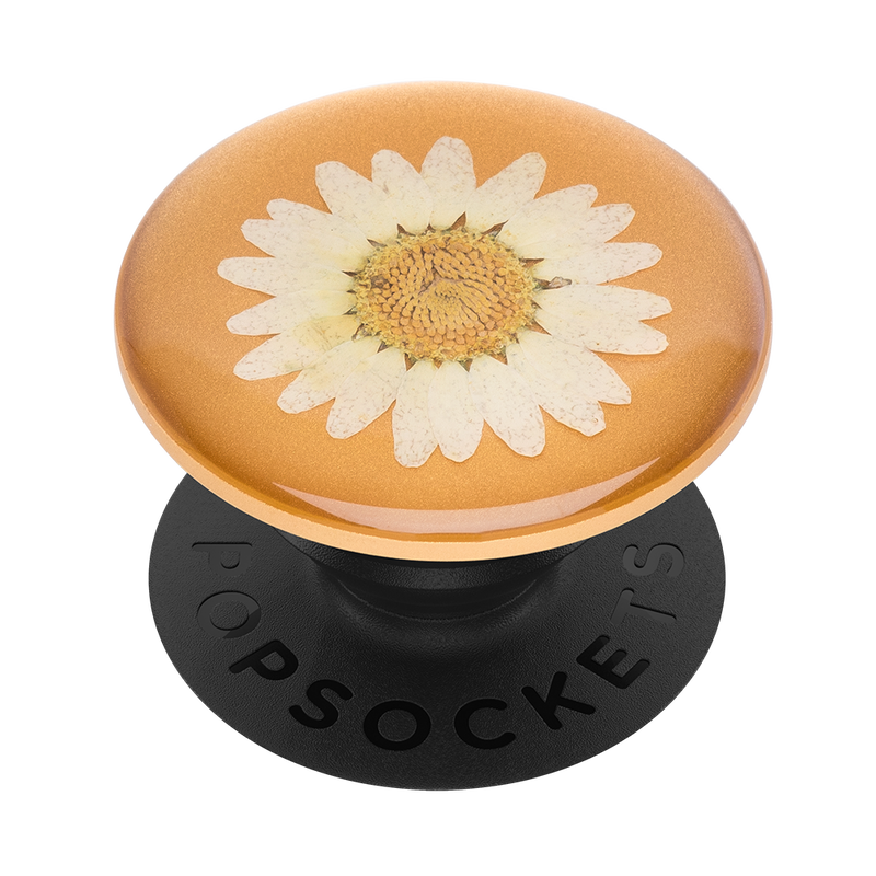 Pressed Flower White Daisy image number 1