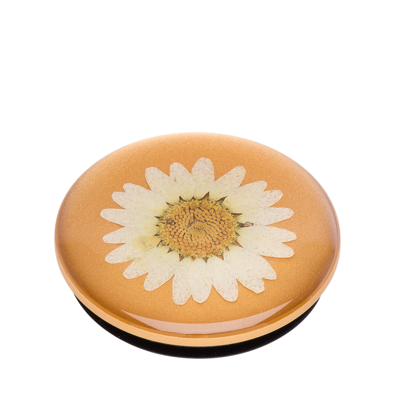 Pressed Flower White Daisy image number 2