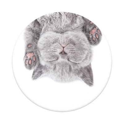Siesta gatuna